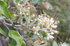 Brachyglottis rotundifolia