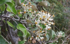 Brachyglottis rotundifolia