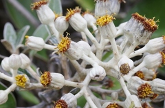 Brachyglottis rotundifolia