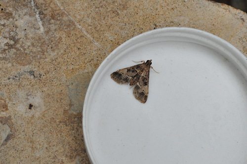 Photo of European Pepper Moth (Duponchelia fovealis)