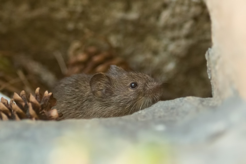 Kazakhstan Vole (Microtus ilaeus) — Least Concern Mammalia