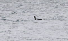 Phalacrocorax punctatus oliveri
