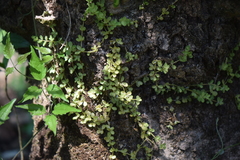 Peperomia berlandieri