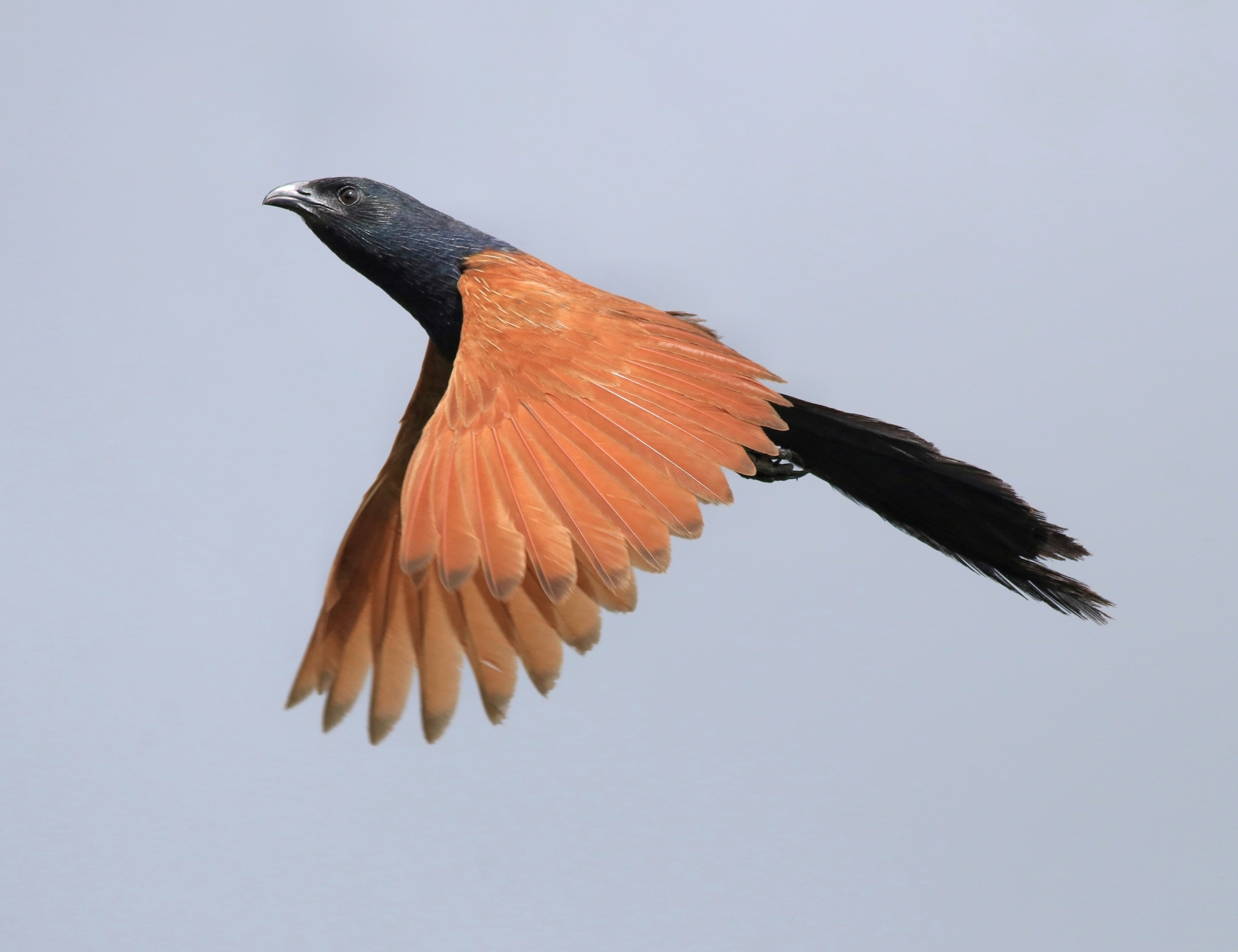 Lesser Coucal