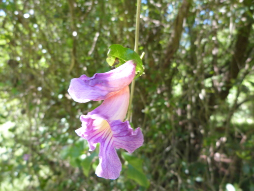 Image of Bignonia callistegioides by (c) Ivan Grela, some rights reserved (CC BY)