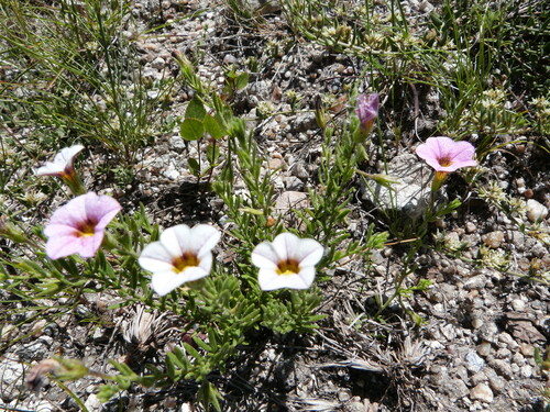 Calibrachoa humilis (Calibrachoa humilis)