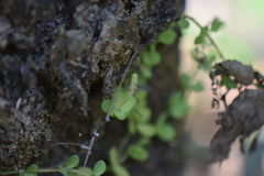 Peperomia berlandieri