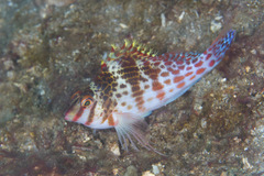 Cirrhitichthys falco