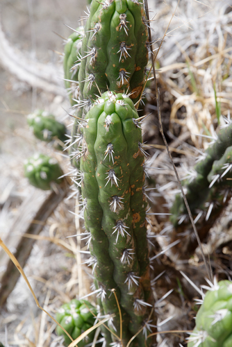 Subspecies Borzicactus fieldianus tessellatus · iNaturalist