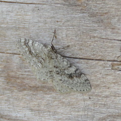 Venusia duodecemlineata