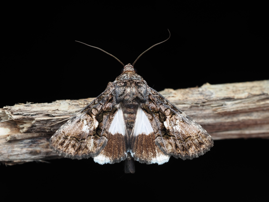 Aedia limitaris