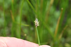 Eleocharis macrostachya