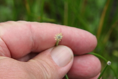 Eleocharis macrostachya