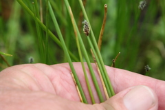 Eleocharis macrostachya