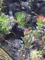 Argyroxiphium grayanum