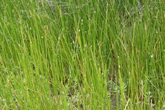Eleocharis macrostachya