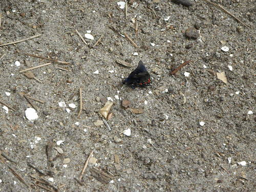 Atlides halesus image
