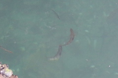 Notolabrus celidotus