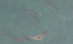 Notolabrus celidotus