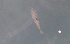 Notolabrus celidotus