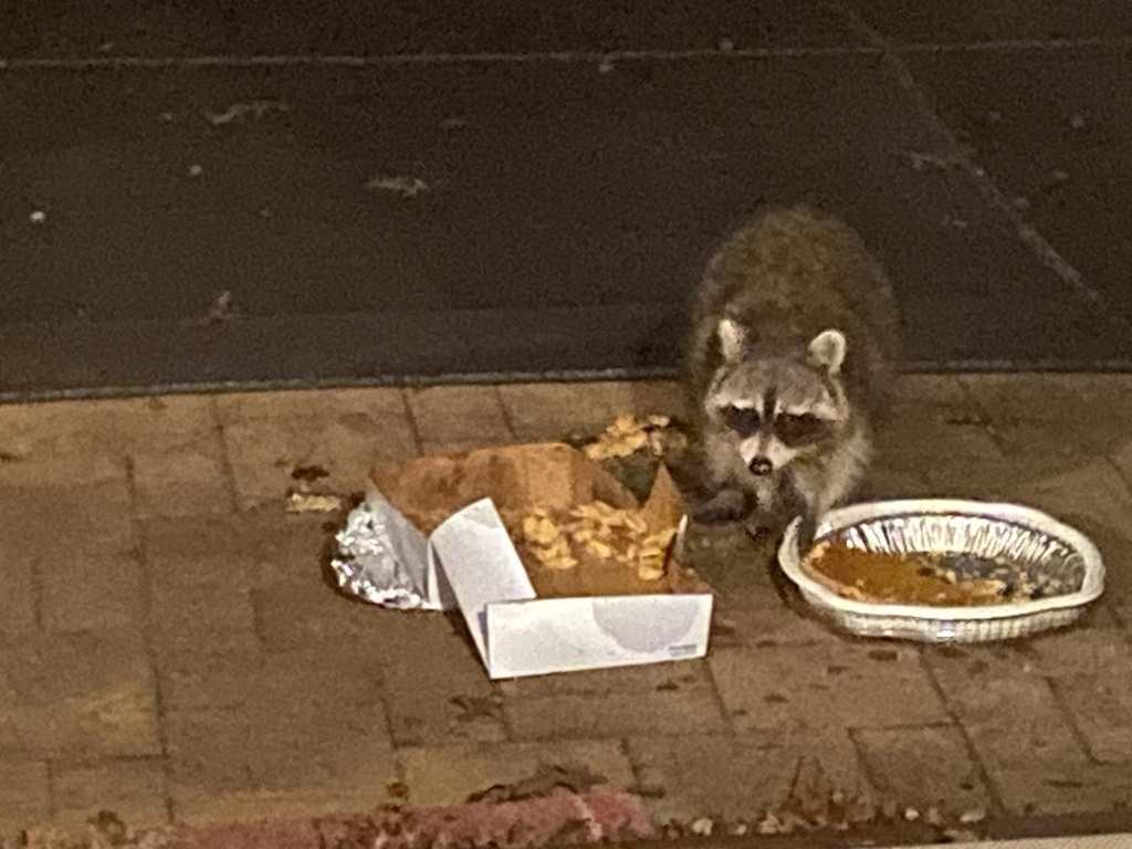 Common Raccoon from Long Island, Hauppauge, NY, US on December 15, 2023 at 0114 PM by