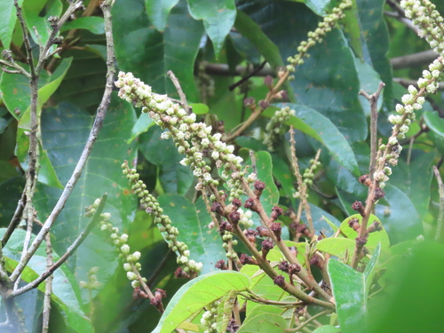 Croton megalodendron