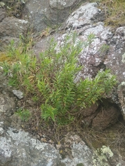 Veronica strictissima