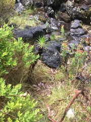 Argyroxiphium grayanum