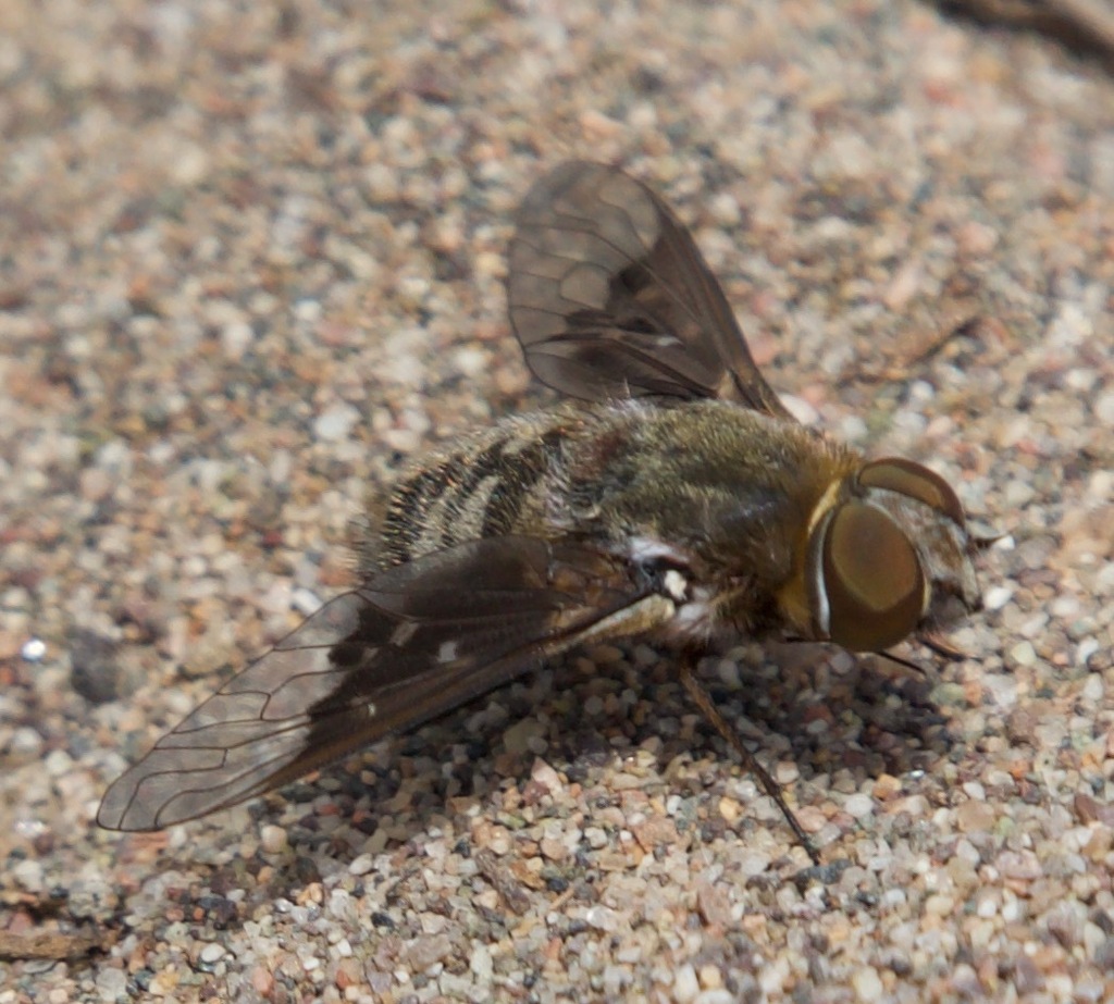 Paravilla hypoxantha