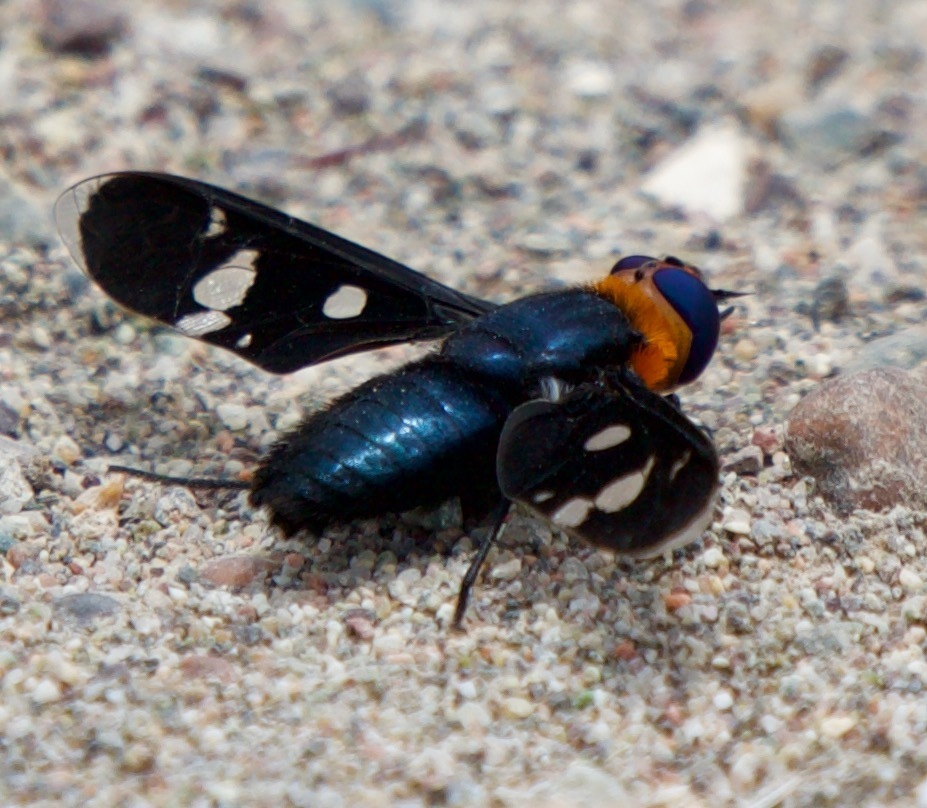 Hyperalonia chilensis