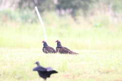 Cathartes aura image