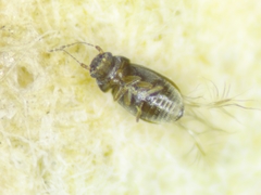 Ptiliidae