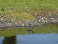 Egretta caerulea