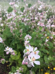 Malacothamnus clementinus