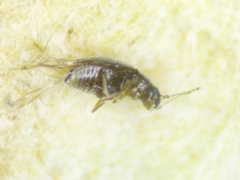 Ptiliidae