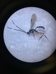 Glabridorsum stokesii