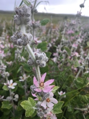 Malacothamnus clementinus