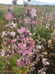 Malacothamnus clementinus