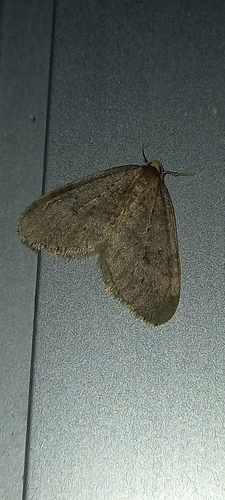 jesenica jesenná (Operophtera brumata)
