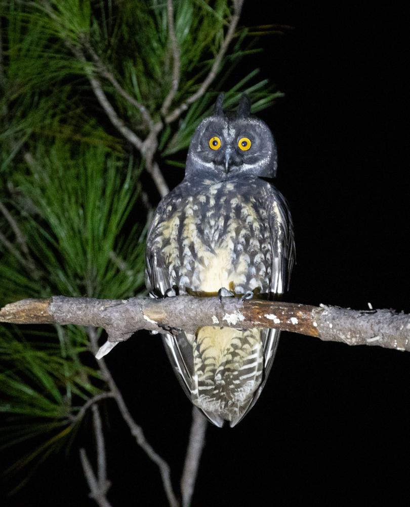 Stygian Owl