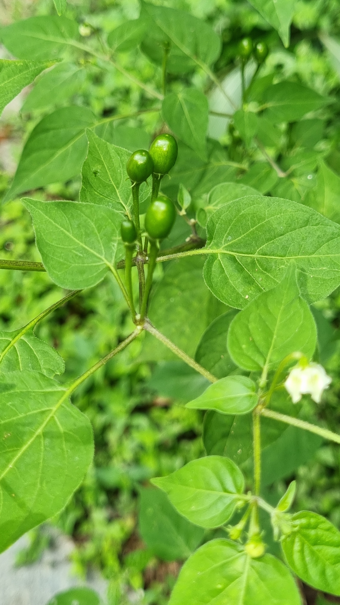 Imagem de Pimenta-de-cheiro