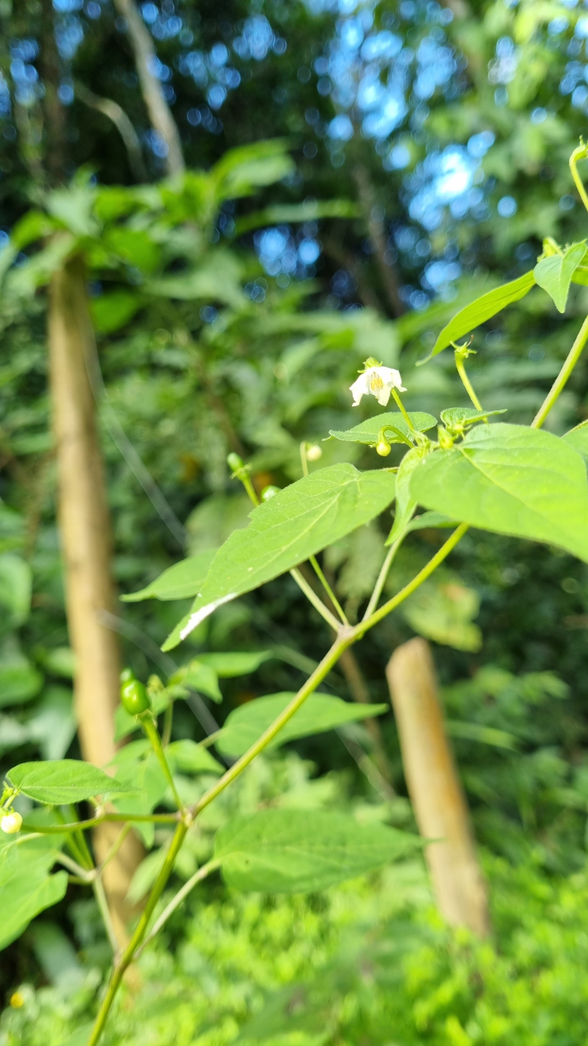 Imagem de Pimenta-de-cheiro
