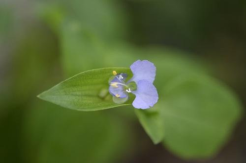 Commelina pallida (Commelina pallida)