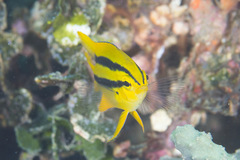 Neoglyphidodon nigroris