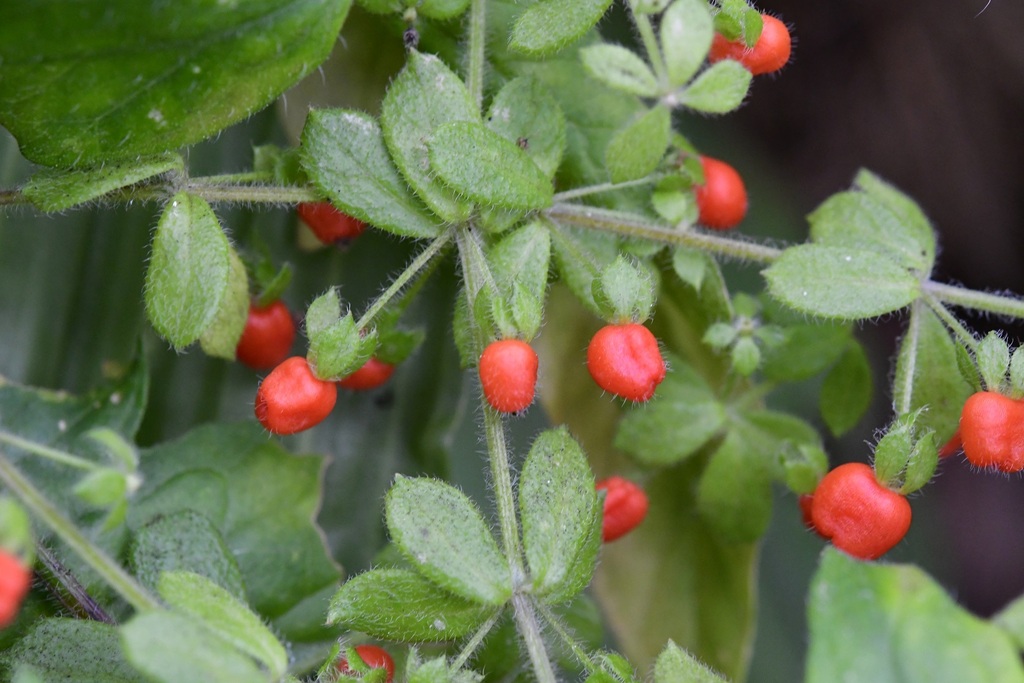 Coralito