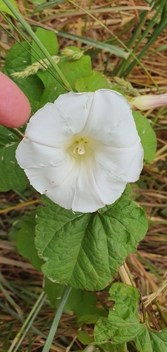 Shortstalk false bindweed (Calystegia silvatica)