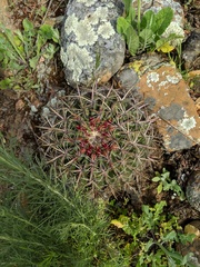 Ferocactus viridescens