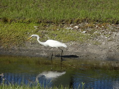 Ardea alba