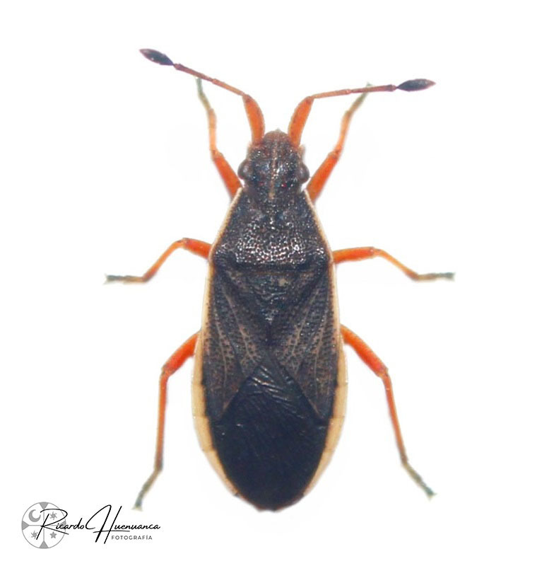 Encedonia mutica