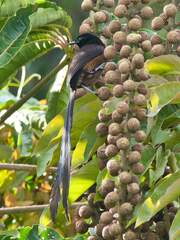Princess Stephanie's Astrapia photo 1